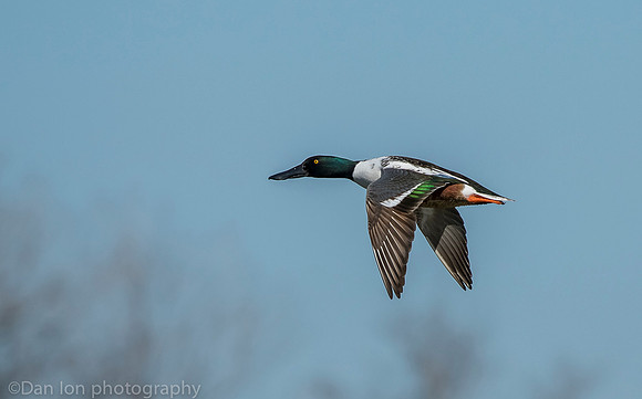 Northern shoveler in flight, Jamaica Bay NY