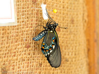 Pipevine swallowtail butterfly a few minutes after coming out of the chrysalis, Long Island NY