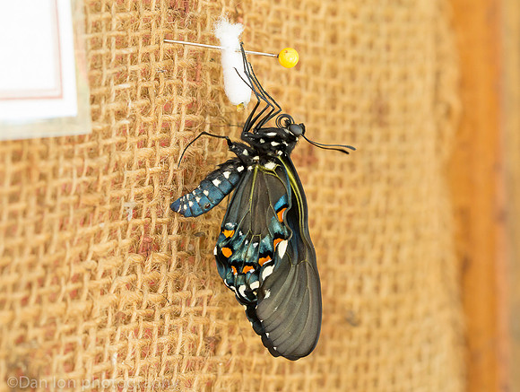 Pipevine swallowtail butterfly a few minutes after coming out of the chrysalis, Long Island NY