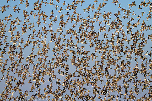 Dunlins flying in formation, Jones Beach NY