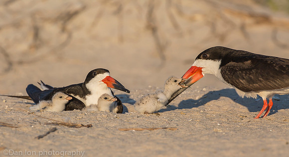 Black skimmer chicks competing for feeding rights, Nickerson Beach NY