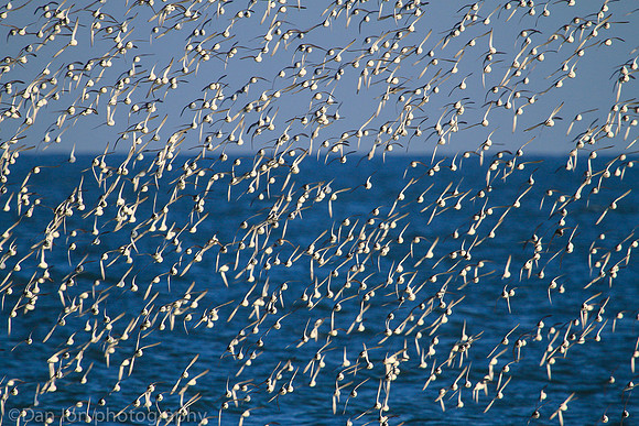 Dunlins flying in formation, Jones Beach NY