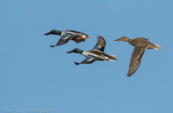 Northern shovelers in flight, Jamaica Bay NY