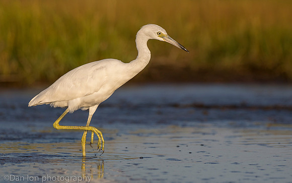 First year little blue heron on marsh, Long Island NY