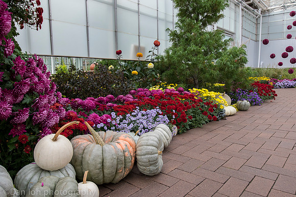 Frederik Meijer Gardens & Sculpture Park, Chrysanthemums and more exhibit