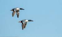 Northern shovelers in flight, Jamaica Bay NY