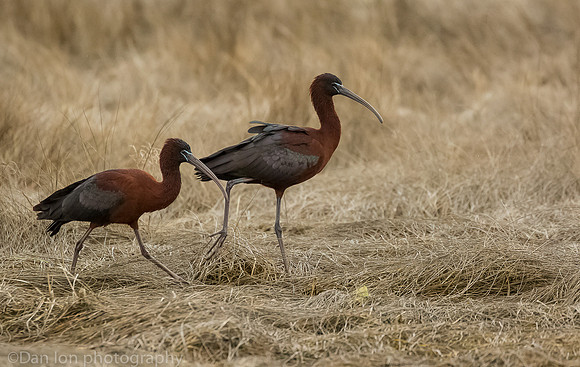 Glossy ibis in search of pray, MNSA Oceanside NY