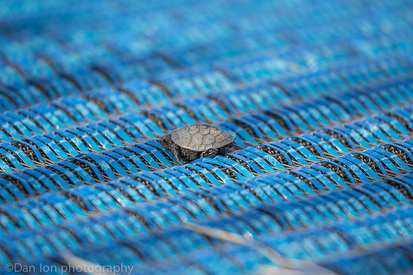 Baby diamondback terrapin turtle resting on plastic carpet, Nickerson Beach NY