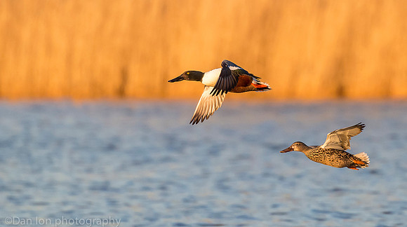 Northern shovelers in flight, Jamaica Bay NY
