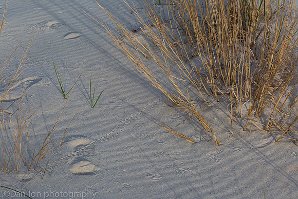 Baby diamondback terrapin turtle tracks, Nickerson Beach NY