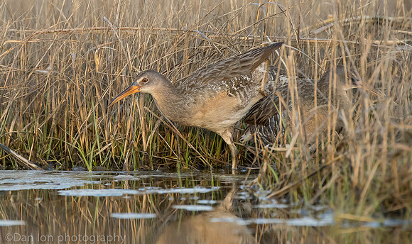Clapper Rails in marsh feeding, Long Island NY