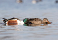 Northern shovelers feeding, Jamaica Bay NY