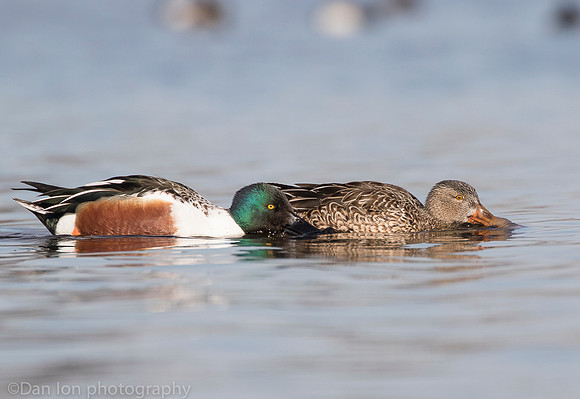 Northern shovelers feeding, Jamaica Bay NY