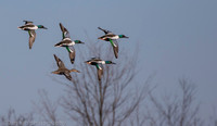 Northern shovelers in flight, Jamaica Bay NY