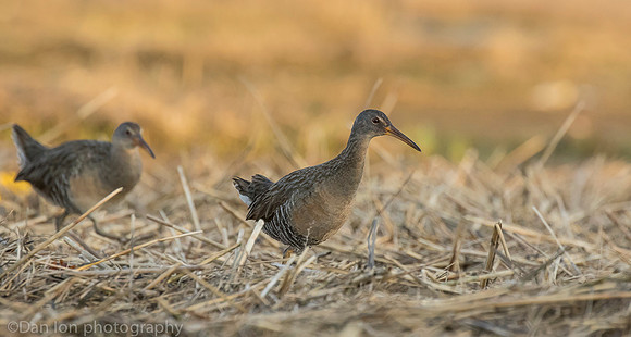 Clapper Rails in marsh, Long Island NY