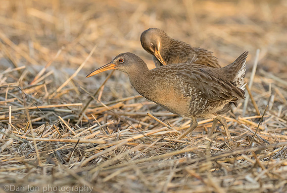 Clapper Rails in marsh, Long Island NY