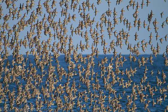 Dunlins flying in formation, Jones Beach NY
