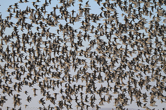 Dunlins flying in formation, Jones Beach NY