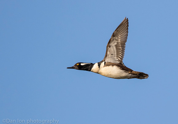 Hooded merganser in flight, Jamaica Bay NY