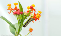 Monarch butterfly caterpillar on milkweed flower, Meijer Gardens, Michigan