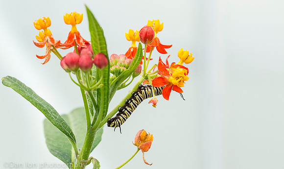 Monarch butterfly caterpillar on milkweed flower, Meijer Gardens, Michigan