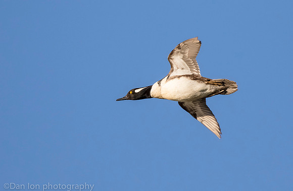 Hooded merganser in flight, Jamaica Bay NY