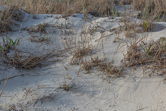 Baby diamondback terrapin turtle tracks, Nickerson Beach NY