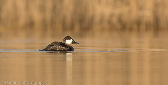Male ruddy duck, Jamaica Bay NY