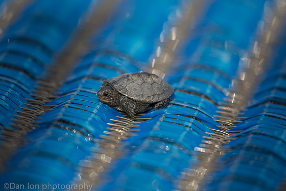 Baby diamondback terrapin turtle resting on plastic carpet, Nickerson Beach NY
