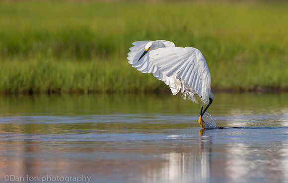 Snowy egret feeding frenzy on marsh, Long Island NY