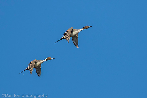 Northern pintail males in flight, Jamaica Bay NY
