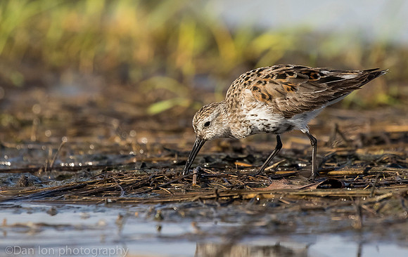 Dunlin feeding on marsh, Long Island NY