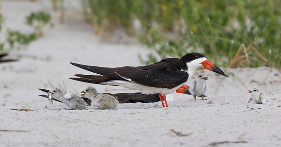 Black skimmer chicks competing for feeding rights, Nickerson Beach NY
