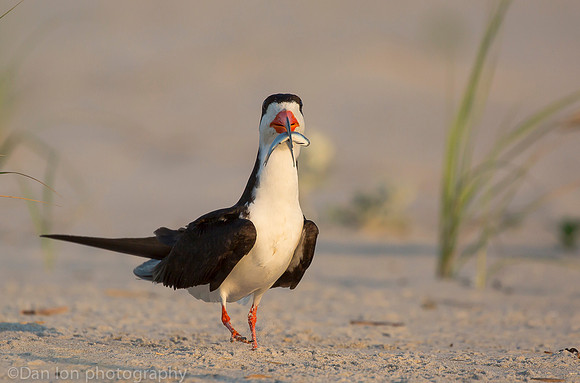Black skimmer with fish, Nickerson Beach NY
