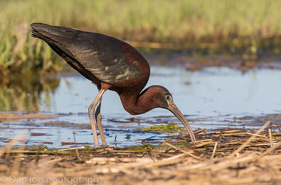 Glossy ibis feeding in marsh, Long Island NY