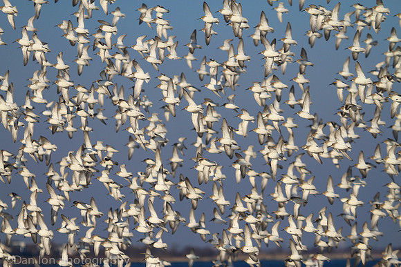 Dunlins flying in formation, Jones Beach NY