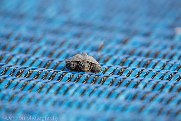 Baby diamondback terrapin turtle resting on plastic carpet, Nickerson Beach NY