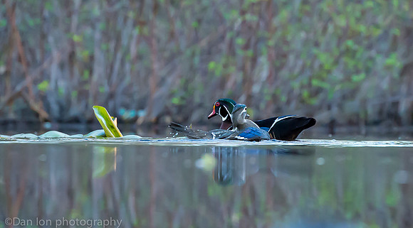 Mating wood ducks, pond, Long Island NY