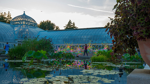 NYBG 'Dale Chihuly', Neon