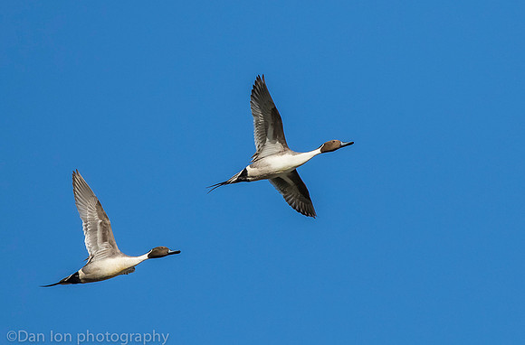 Northern pintail males in flight, Jamaica Bay NY
