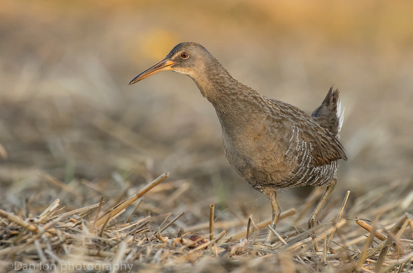 Clapper rail in marsh, Long Island NY