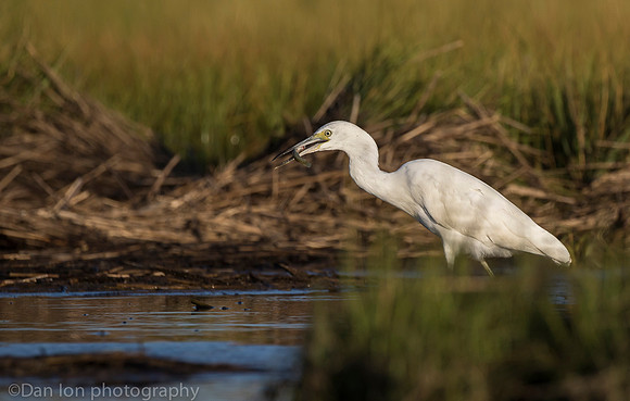 First year little blue heron with catch on marsh, Long Island NY