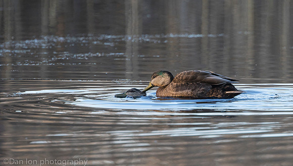 American black ducks matting, Jamaica Bay NY