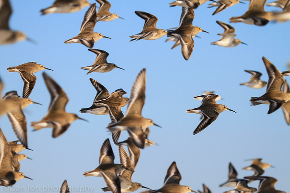 Dunlins flying in formation, Jones Beach NY