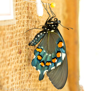 Pipevine swallowtail butterfly a few minutes after coming out of the chrysalis, Long Island NY