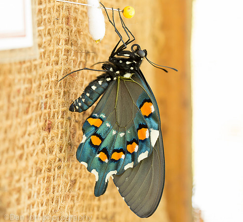 Pipevine swallowtail butterfly a few minutes after coming out of the chrysalis, Long Island NY
