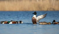 Northern shovelers feeding, Jamaica Bay NY