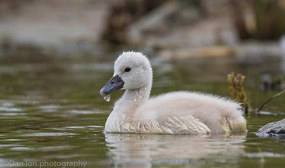 Mute swan cygnet, Jamaica Bay NY