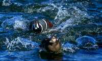 Harlequin male duck chasing a female, Barnegat Bay NJ