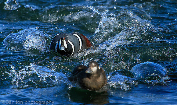 Harlequin male duck chasing a female, Barnegat Bay NJ